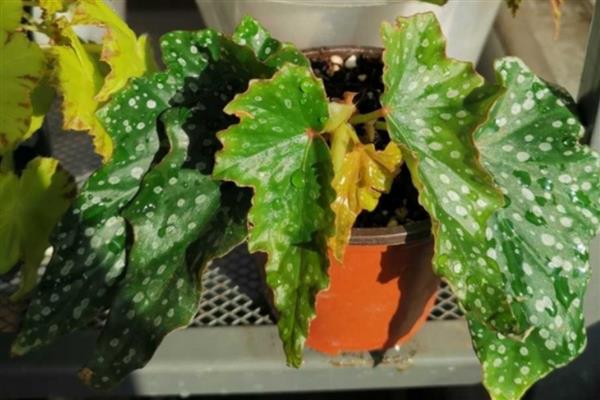 竹叶秋海棠的养护方法，换盆可在春季进行