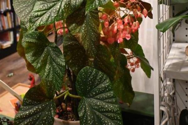 竹叶秋海棠的养护方法，换盆可在春季进行