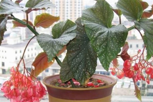 竹叶秋海棠的养护方法，换盆可在春季进行