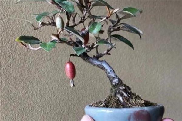 羊奶子盆景的养护方法,生长期每隔10-15天左右追肥一次