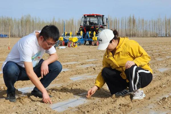 春玉米播种要注意什么，播种后压实土壤有利于种子出苗