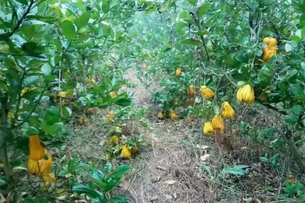 种植佛手用哪种土壤，土层深厚、有机物丰富的砂壤土有利于它生长