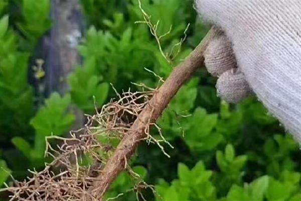 种植佛手用哪种土壤，土层深厚、有机物丰富的砂壤土有利于它生长