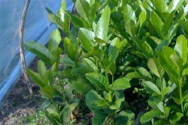 种植佛手用哪种土壤，土层深厚、有机物丰富的砂壤土有利于它生长
