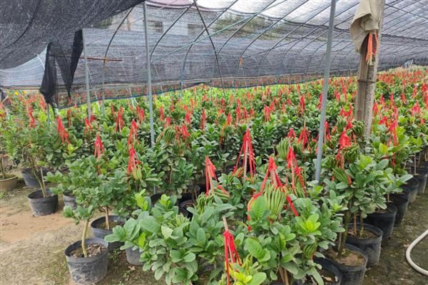 种植佛手用哪种土壤，土层深厚、有机物丰富的砂壤土有利于它生长