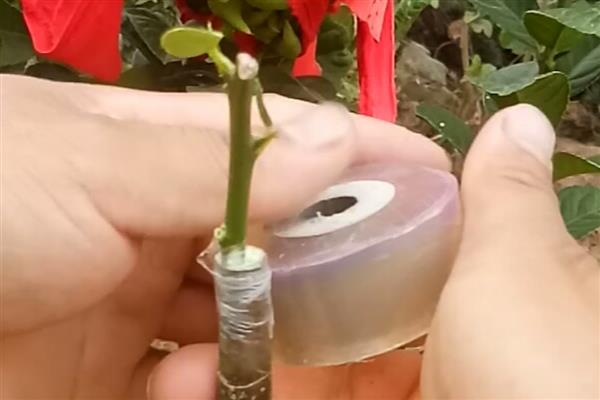 种植佛手用哪种土壤，土层深厚、有机物丰富的砂壤土有利于它生长