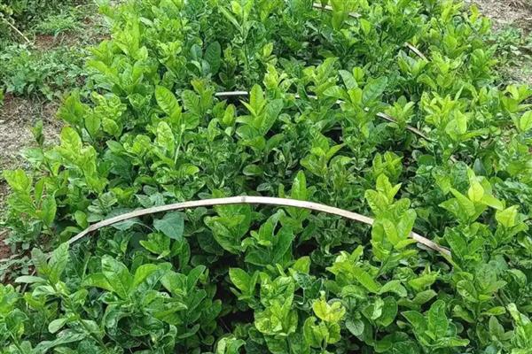 种植佛手用哪种土壤，土层深厚、有机物丰富的砂壤土有利于它生长