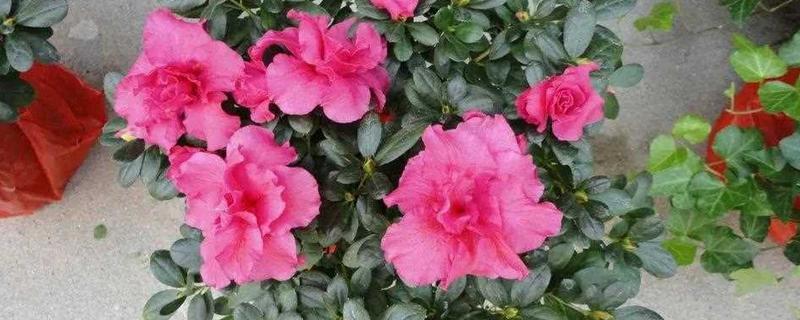 西洋杜鹃花的养殖方法，一定要定期修剪