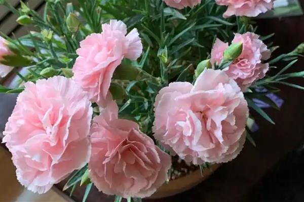 康乃馨的养护方式，生长期间要定期追施液肥