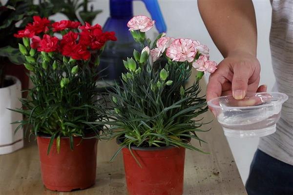 康乃馨的养护方式，生长期间要定期追施液肥