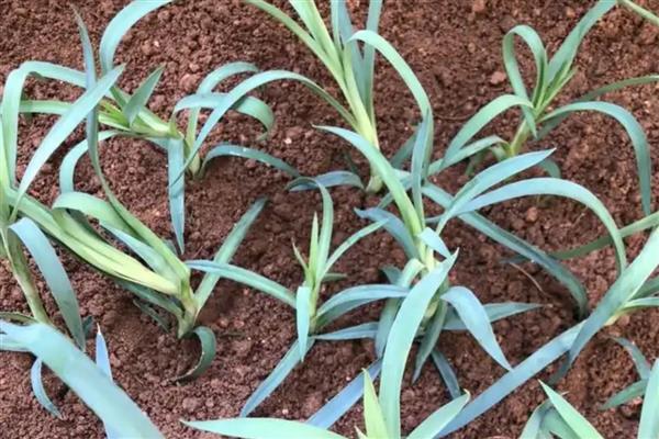 康乃馨的养护方式，生长期间要定期追施液肥