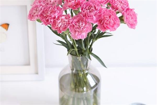 康乃馨的养护方式，生长期间要定期追施液肥