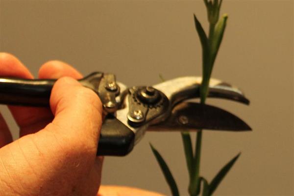 康乃馨的养护方式，生长期间要定期追施液肥