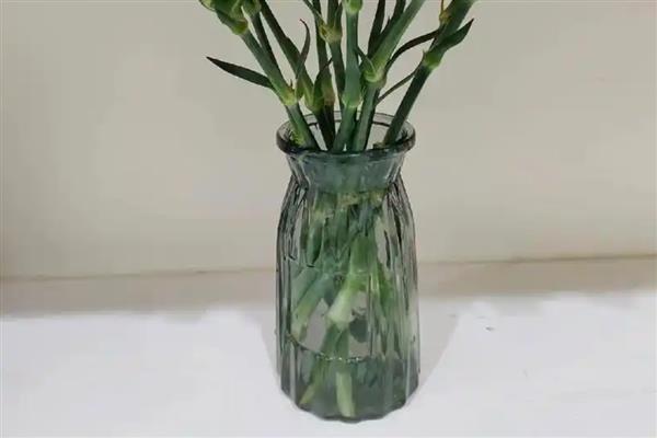 康乃馨的养护方式，生长期间要定期追施液肥