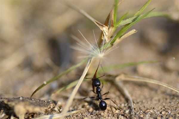 靠蚂蚁传播种子的植物有哪些，主要为牛角相思树