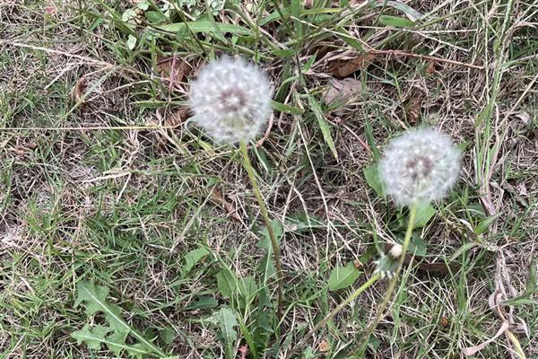 靠蚂蚁传播种子的植物有哪些，主要为牛角相思树