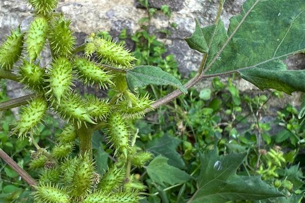 靠蚂蚁传播种子的植物有哪些，主要为牛角相思树