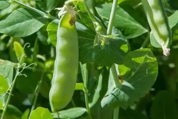 靠蚂蚁传播种子的植物有哪些，主要为牛角相思树