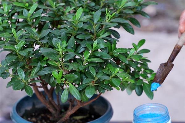 西洋杜鹃花的养殖方法，一定要定期修剪