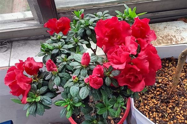 西洋杜鹃花的养殖方法，一定要定期修剪