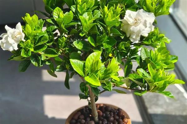 春天如何枝插栀子花，选择长势非常好的植株作为插穗