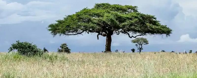 靠蚂蚁传播种子的植物有哪些，主要为牛角相思树