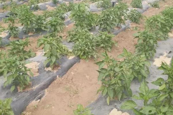 羊角椒的种植技术，种子需用温水进行浸泡