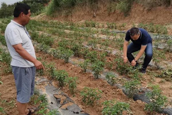 羊角椒的种植技术，种子需用温水进行浸泡