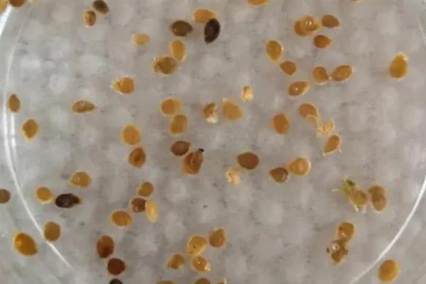 羊角椒的种植技术，种子需用温水进行浸泡