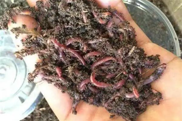 钓鱼时总是顶漂不见黑漂的原因，钓得太钝、饵料太硬、钓点太浅都会导致