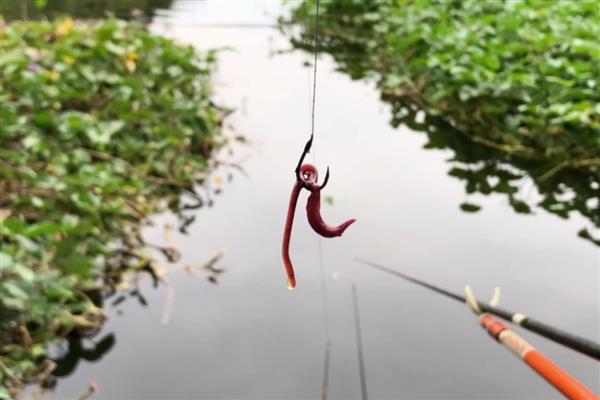 钓鱼时总是顶漂不见黑漂的原因，钓得太钝、饵料太硬、钓点太浅都会导致