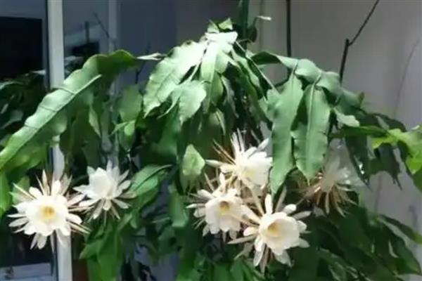 昙花需要多久才会开放，经过2-3年左右便可开花