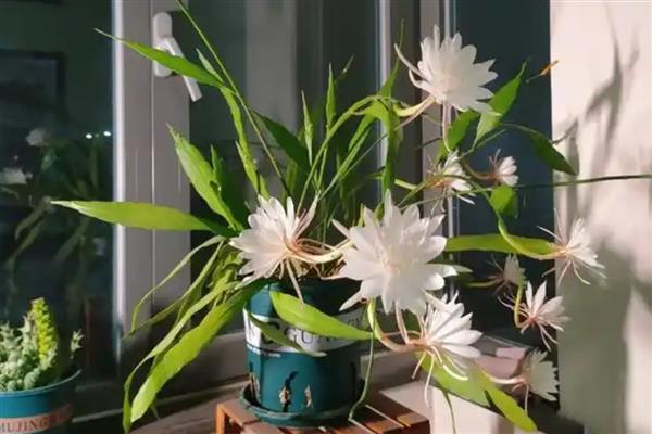 昙花需要多久才会开放，经过2-3年左右便可开花