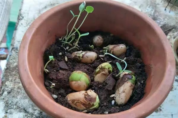 菠萝蜜的种植方法，种植前需浸种1-2天