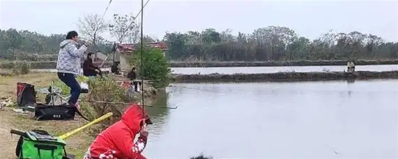 垂钓一二两的鲫鱼用什么鱼钩，选择1-2号的袖钩较合适