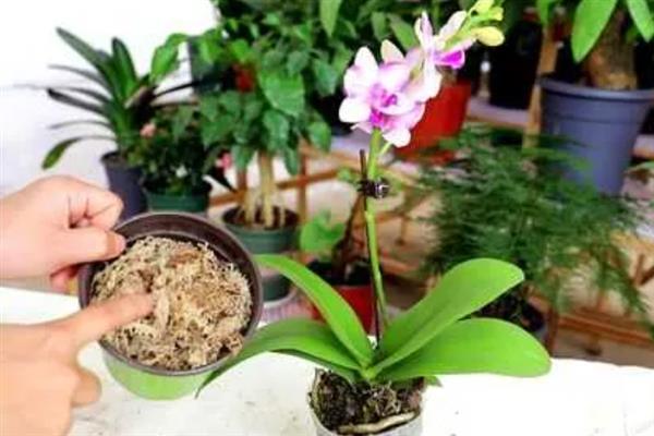 蝴蝶兰如何正确施肥，遵循薄肥勤施的原则