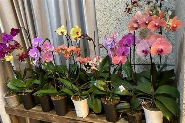 蝴蝶兰如何正确施肥，遵循薄肥勤施的原则