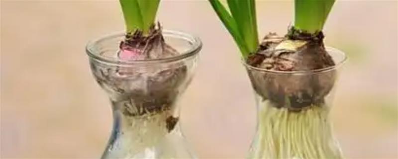 怎么水培风信子，春秋季节每隔3天换一次水