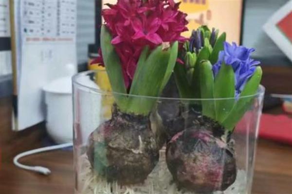 怎么水培风信子，春秋季节每隔3天换一次水