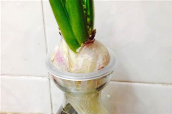 怎么水培风信子，春秋季节每隔3天换一次水