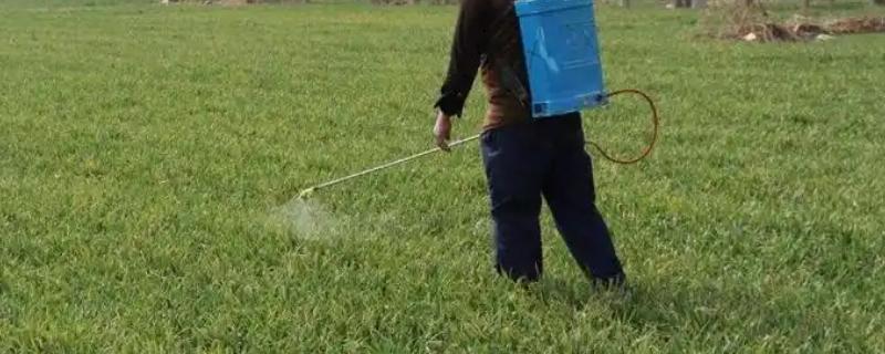 除草剂加芸苔素混用的效果，通常会降低药效