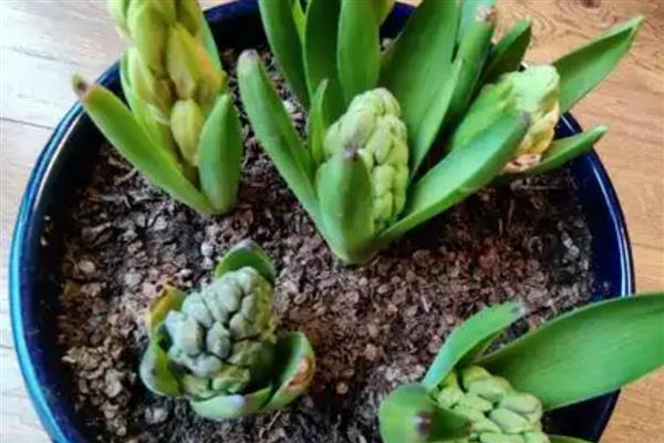 怎么水培风信子，春秋季节每隔3天换一次水