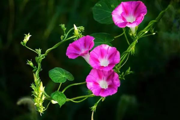 牵牛花有没有毒，全株有毒