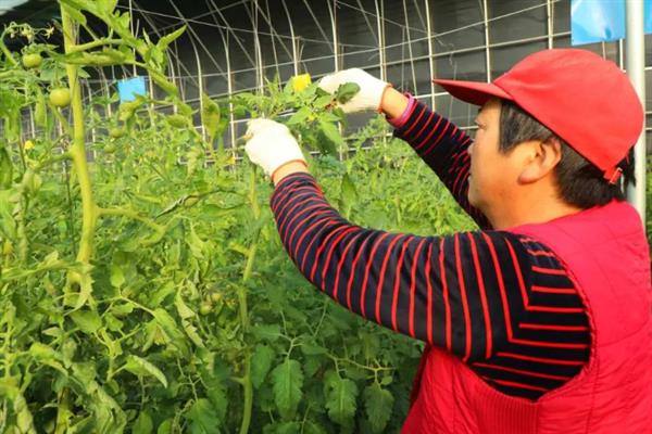 西红柿青皮怎么办，增施有机肥是避免出现青皮果的重要措施