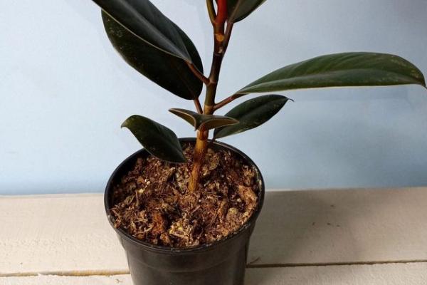 怎么养殖橡皮树，除夏季以外其它季节均可放在光照充足的位置