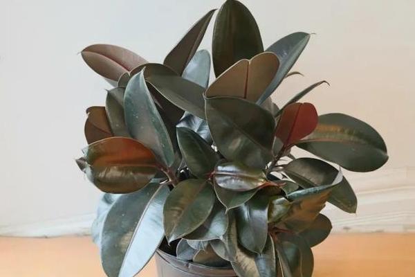 怎么养殖橡皮树，除夏季以外其它季节均可放在光照充足的位置