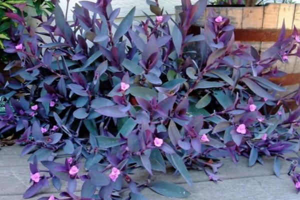 紫鸭跖草怎么养殖,冬季要让盆土保持干燥