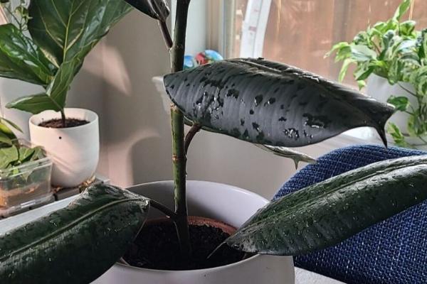 怎么养殖橡皮树，除夏季以外其它季节均可放在光照充足的位置