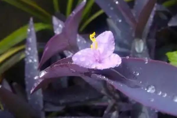 紫鸭跖草怎么养殖,冬季要让盆土保持干燥