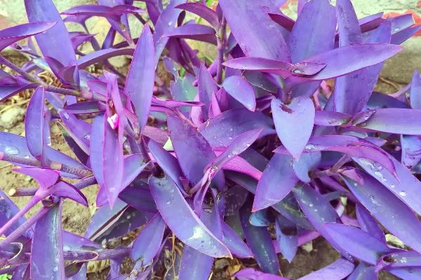 紫鸭跖草怎么养殖,冬季要让盆土保持干燥